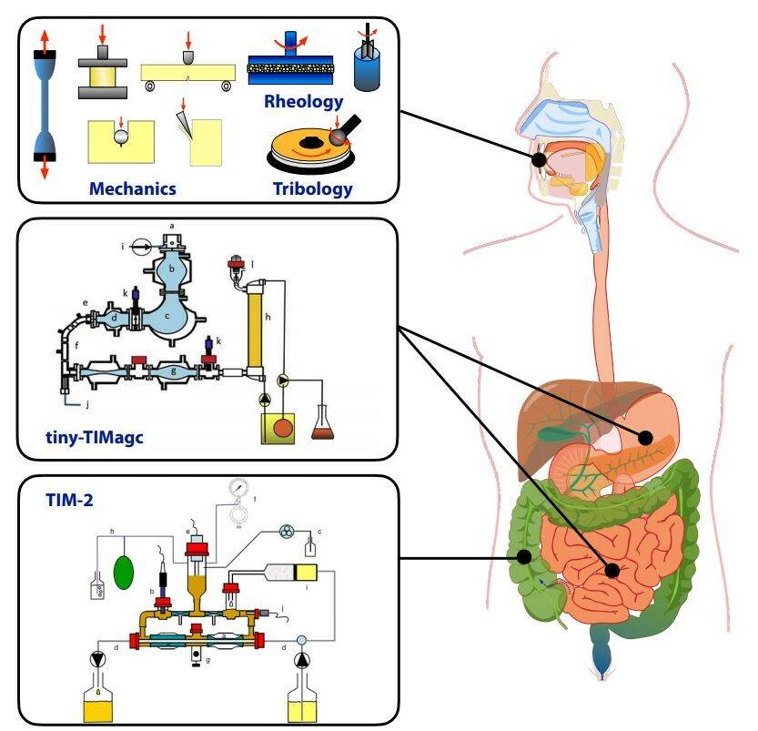 digestion-2